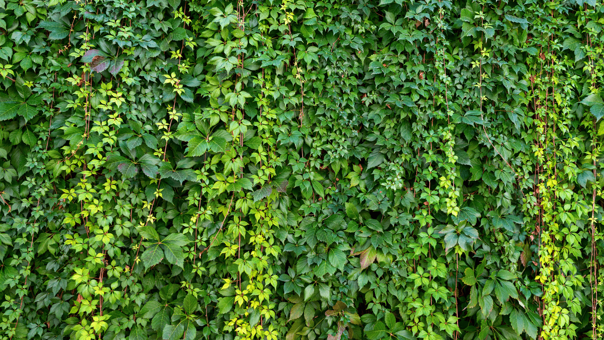 Sichtschutz aus Pflanzen für die Terrasse 3 Tipps Genialetricks