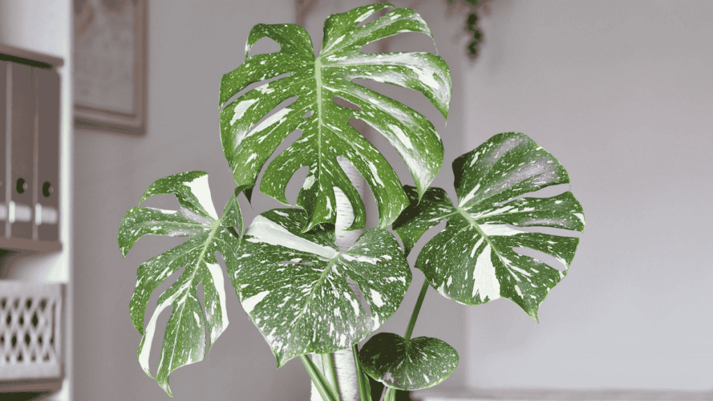 seltene zimmerpflanzen, monstera thai constellation