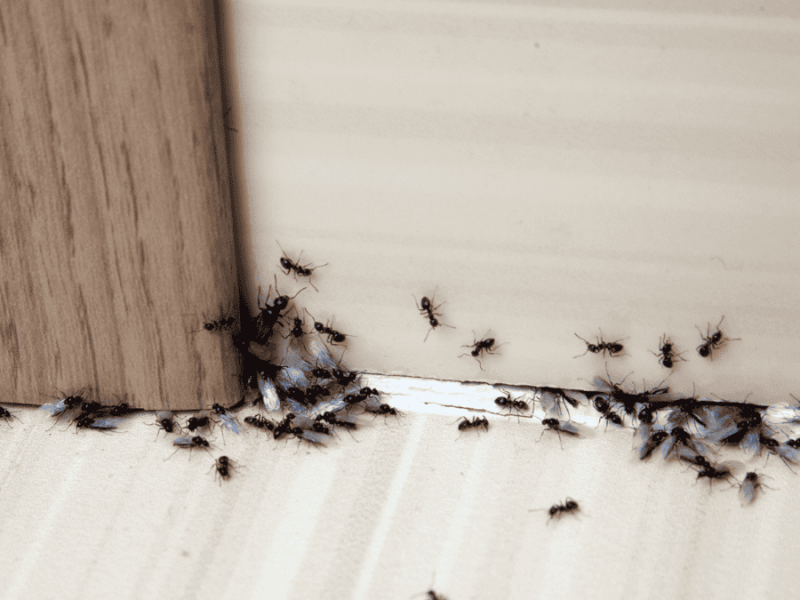Ameisen bekämpfen, Ameisen krabbeln auf dem Boden und an der Wand entlang