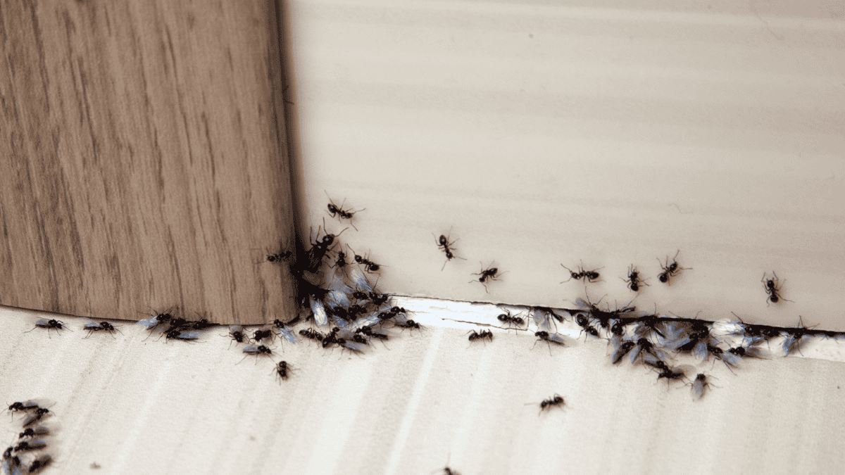 Ameisen bekämpfen, Ameisen krabbeln auf dem Boden und an der Wand entlang
