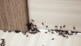 Ameisen bekämpfen, Ameisen krabbeln auf dem Boden und an der Wand entlang