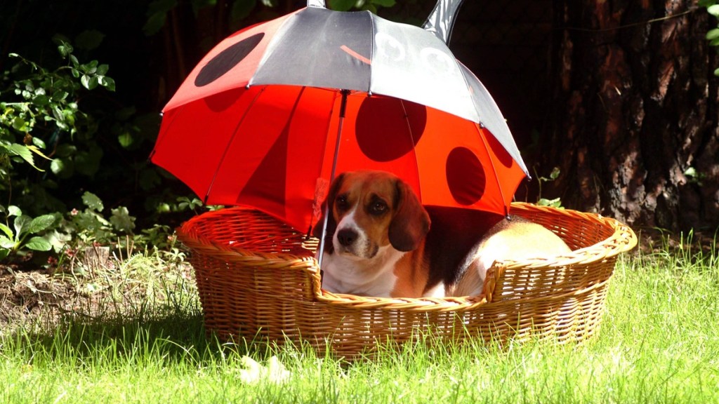 Ein Hund sitzt im Garten in einem Hundekorb unter einem roten Schirm.