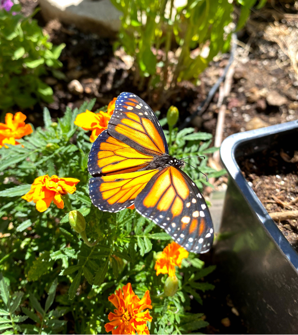 Ein Schmetterling sitzt auf einer gelben Blüte.