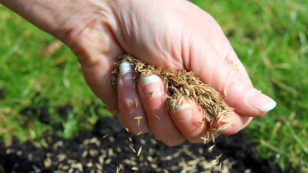 Botaniker warnen vor insektenfreundlichem Saatgut