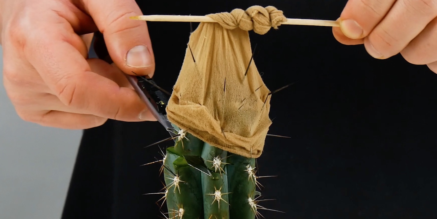 Kaktus mithilfe einer Strumpfhose vermehren