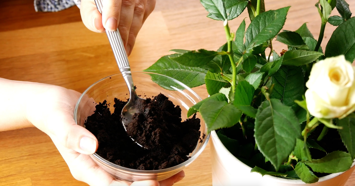 Kaffeesatz wird in einen Blumentopf gefüllt.