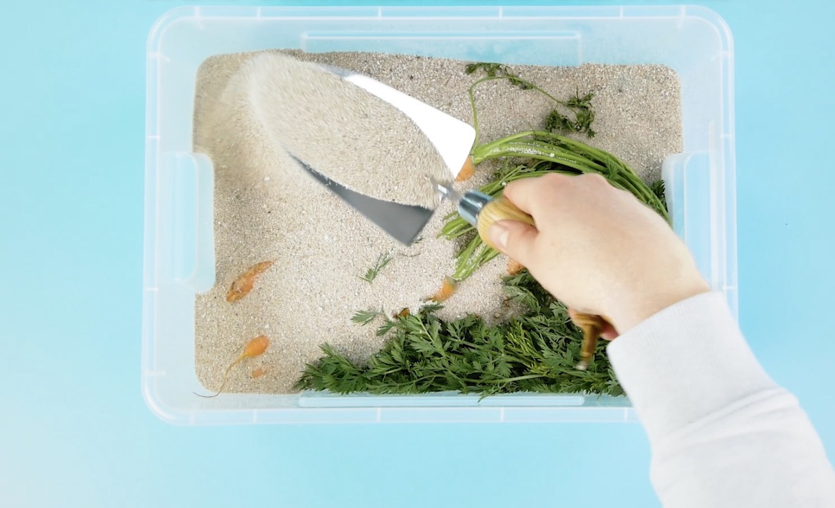 Gemüse mit Sand bestreuen, um es zu konservieren