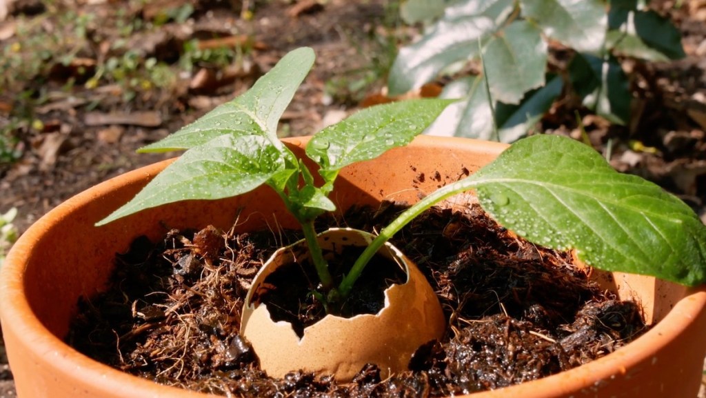 Eine Paprika-Pflanze wächst aus einem Ei heraus.