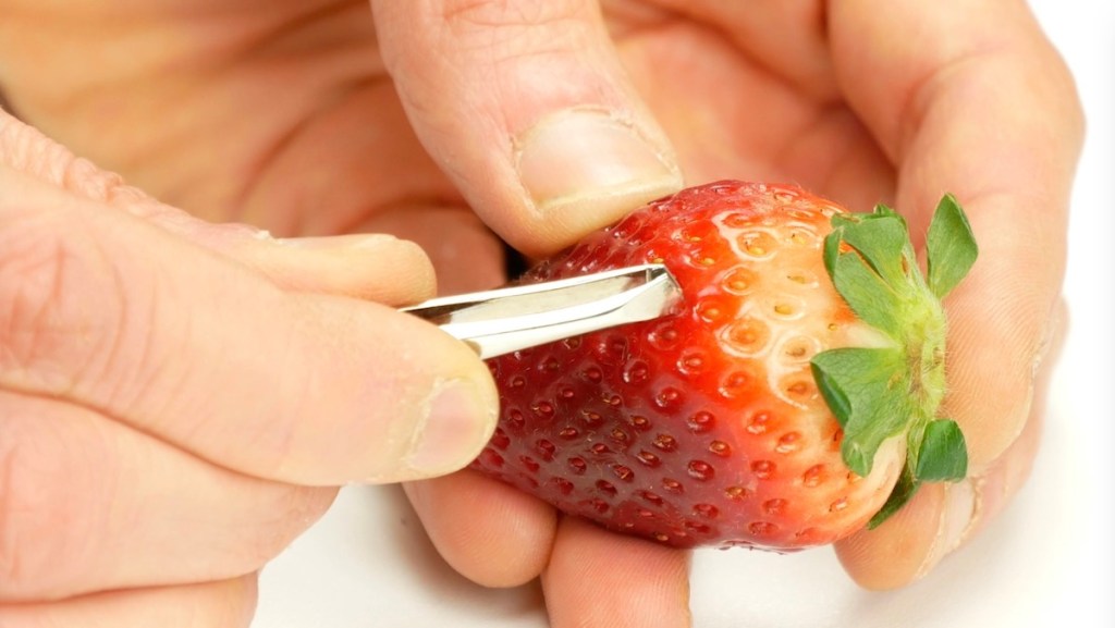 Eine Person holt die Samen mit einer Pinzette aus einer Erdbeere.