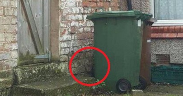 Auflösung Suchbild Katze