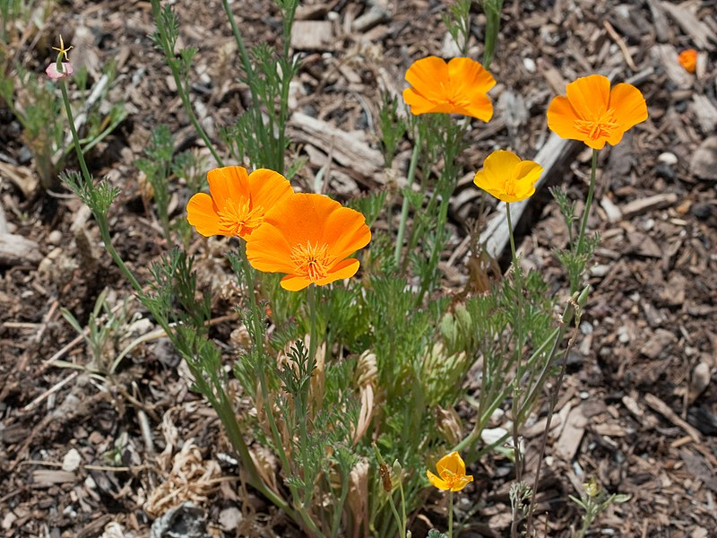 Kalifornischer Mohn als Pflanze für trockene Böden im Garten.