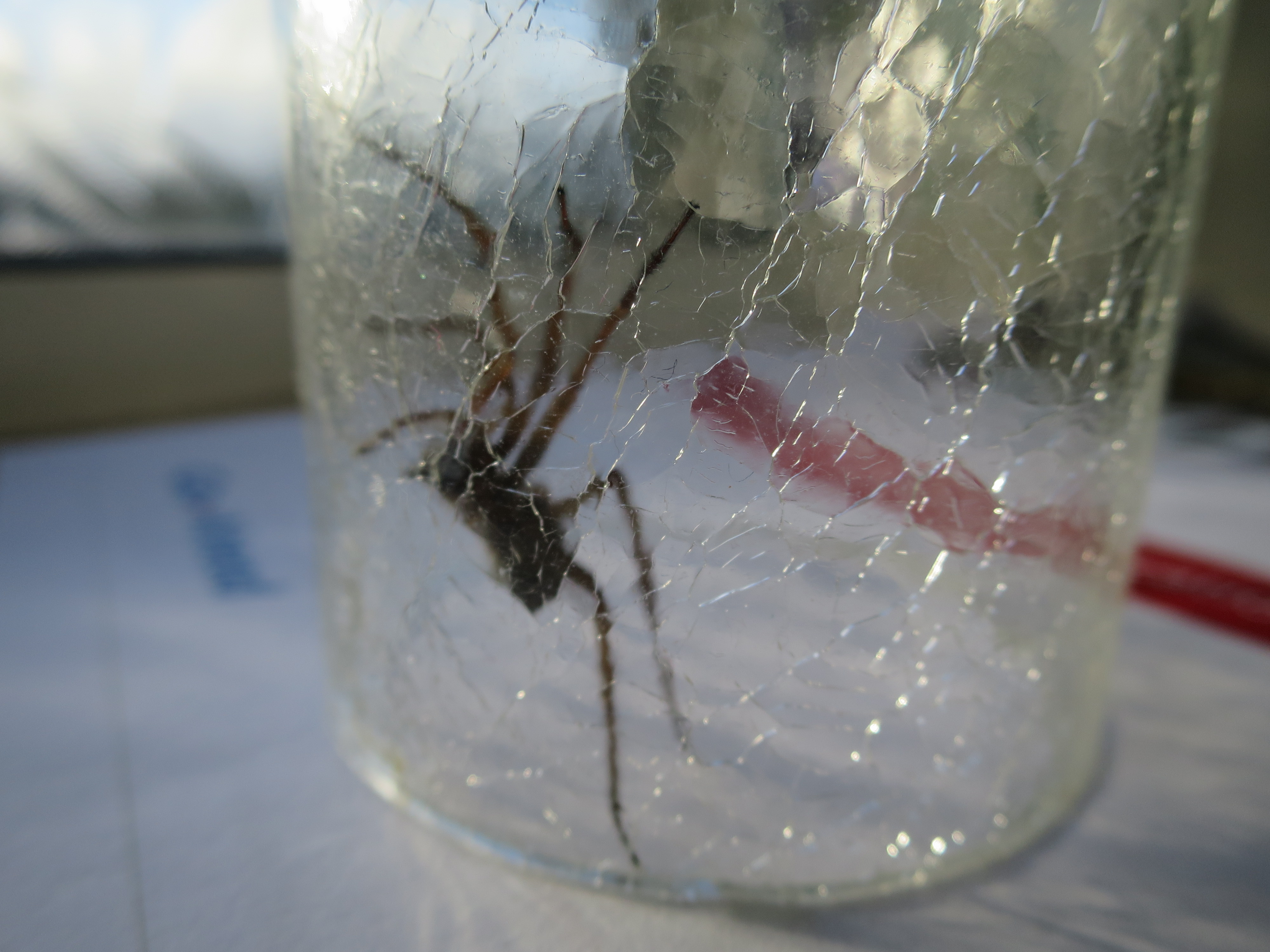 HUGE SPIDER