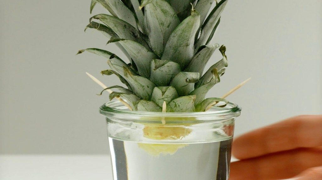 Der Ananas-Strunk in einem Wasserglas.