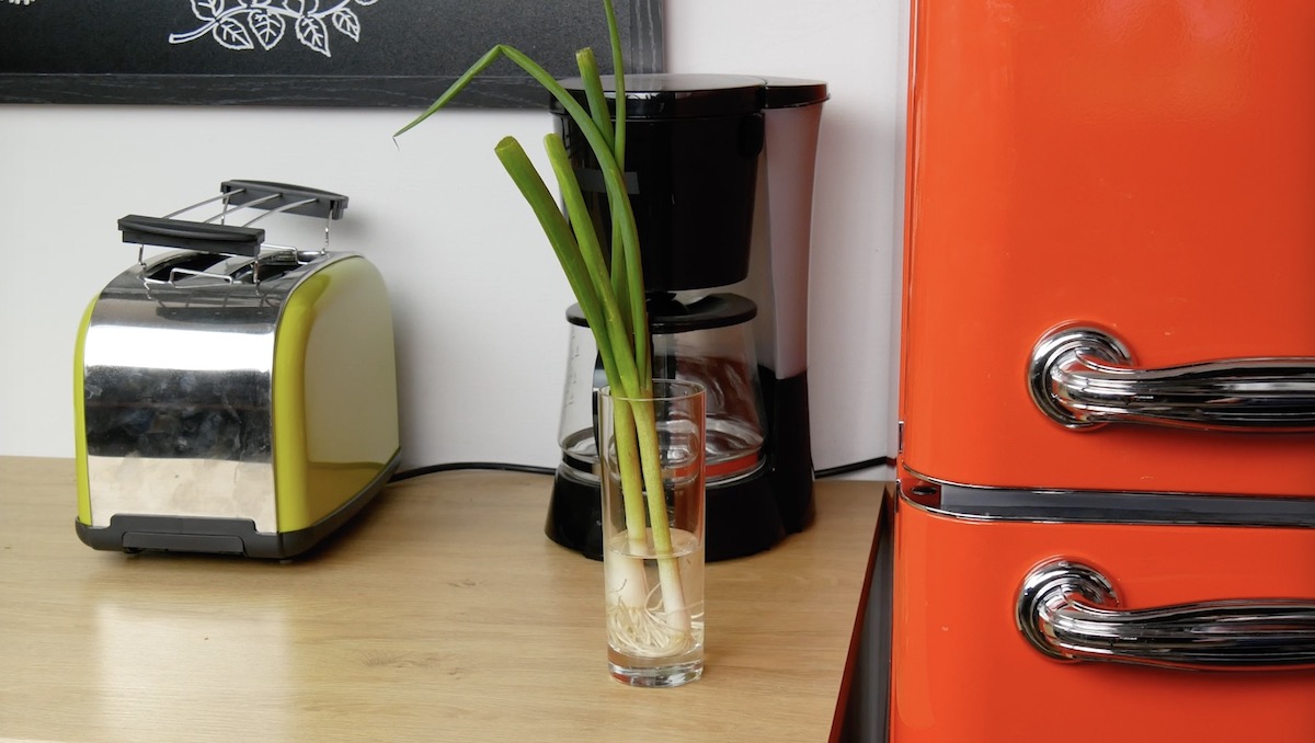 Frühlingszwiebeln in einem Wasserglas bleiben länger frisch