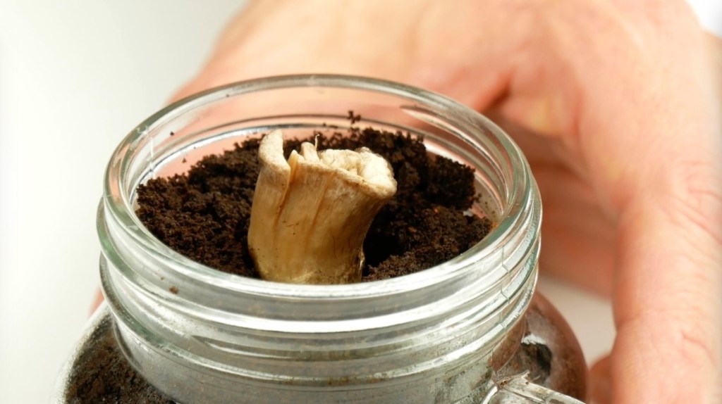 Ein Pilz in einem Glas mit Kaffeesatz.