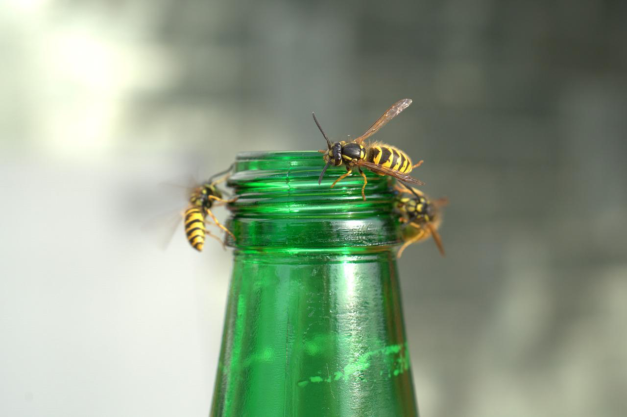 Wespen mit Sprühflasche vertreiben