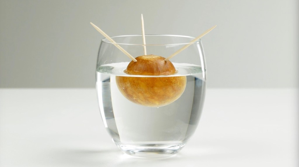 Ein Avocado-Kern in einem Wasserglas.
