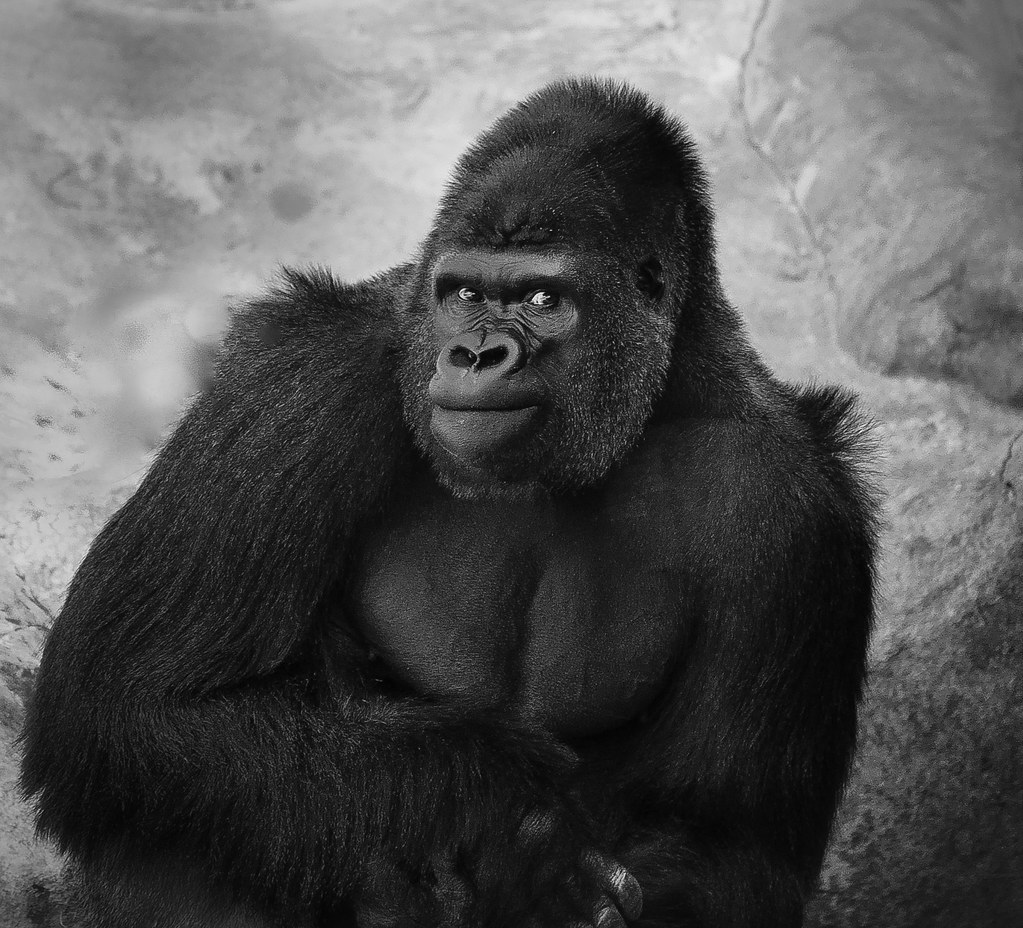Gorilla Man