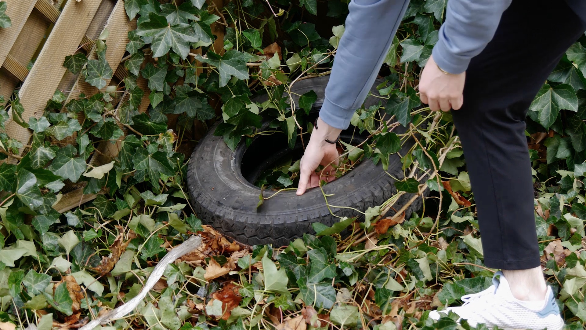 Ein Reifen wird aus einer mit efeubewachsenen Ecke des Gartens geborgen.