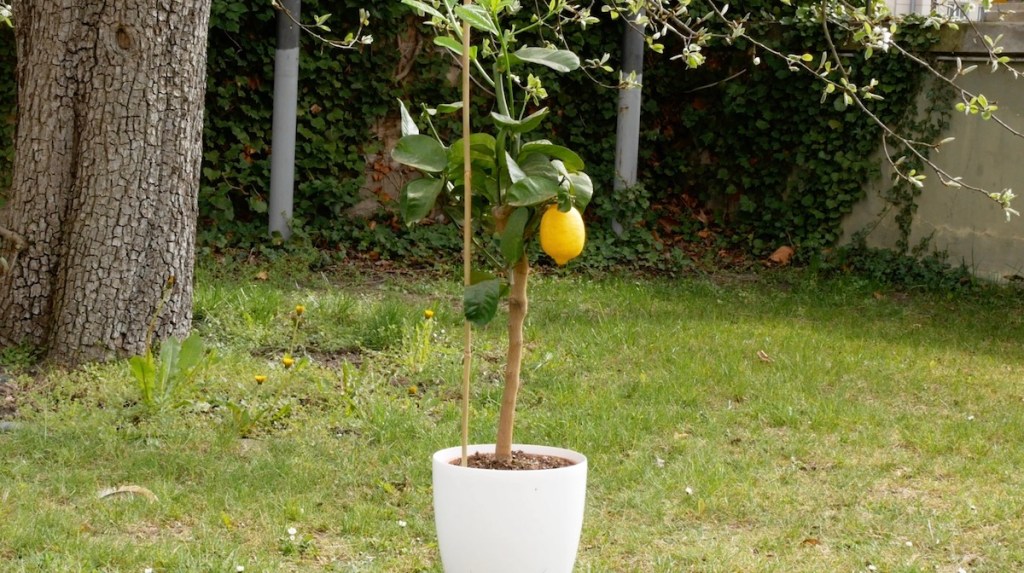 Ein Zitronenbaum im Topf