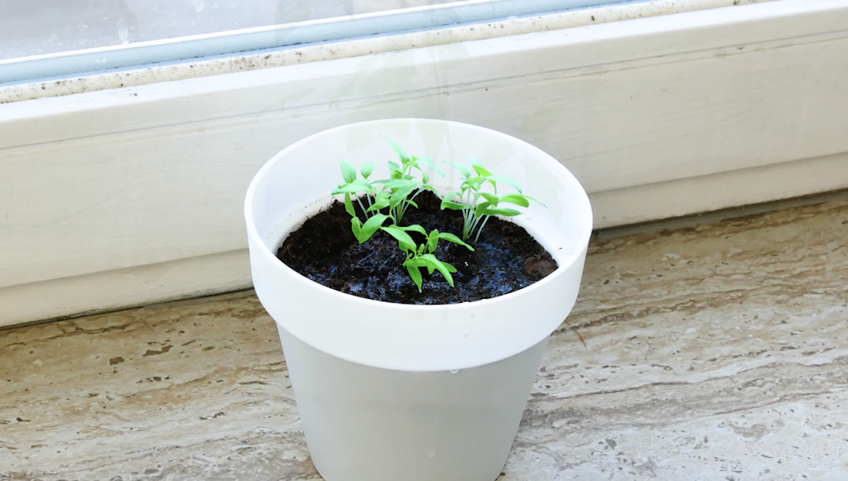 Kleine Tomatenpflanzen in einem weiÃŸen Blumentopf.