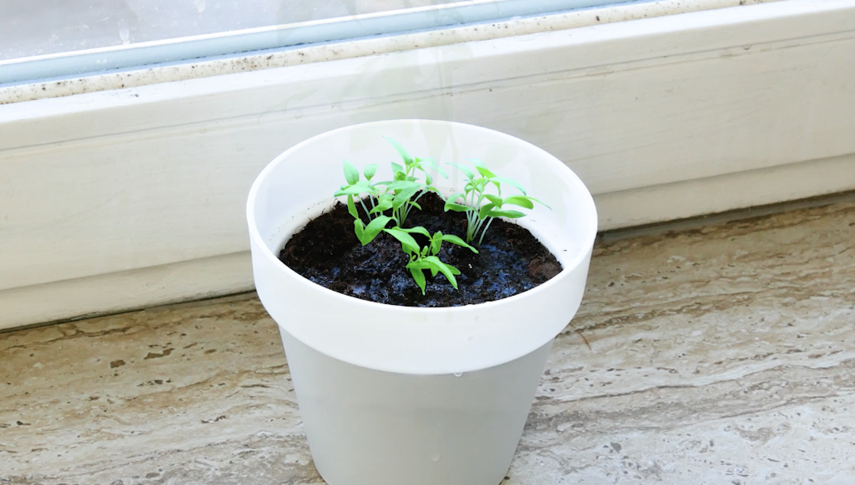 Kleine Tomatenpflanze im Topf