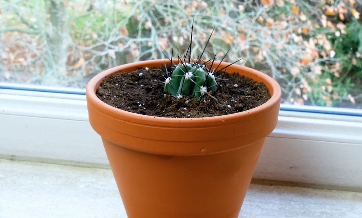 Kaktus vermehren