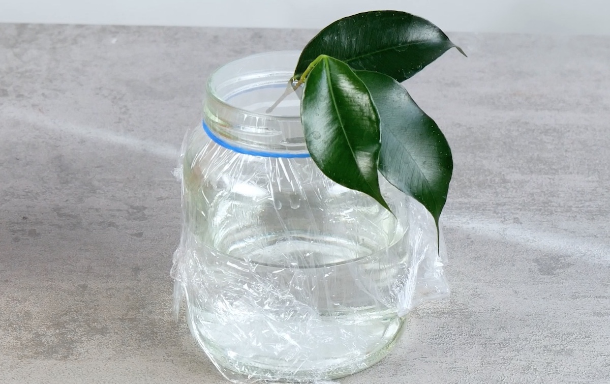 Stecke einen Zweig von einem Ficus in ein Glas mit Wasser, welches du mit Frischhaltefolie und einem Gummi verschlossen hast.