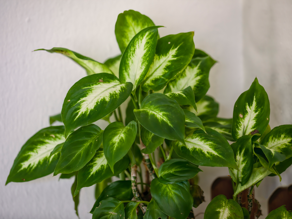 Das Bild zeigt eine Dieffenbachia. Sie zählt zu den Zimmerpflanzen, die wenig Licht brauchen.