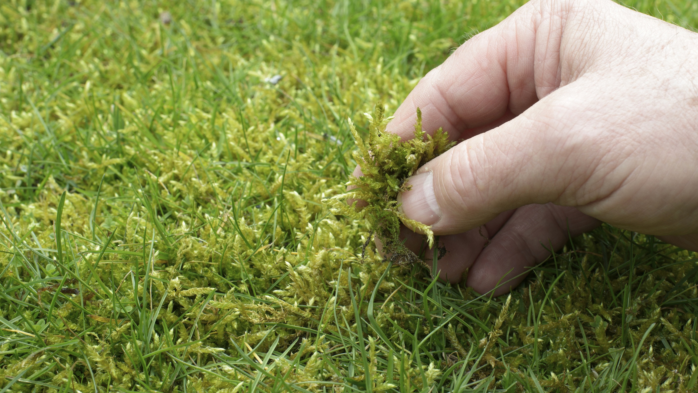 Garten Moos im Rasen mit 5 Tricks entfernen Genialetricks