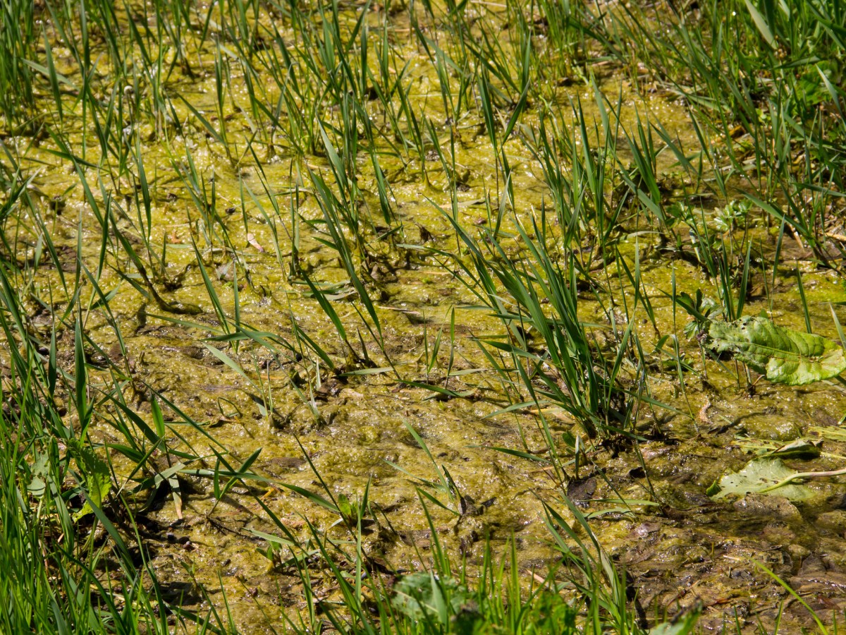 Algen und Schleim auf einem nassen Rasen.