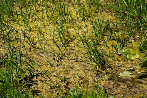 Grüner Schleim auf dem Rasen So bekämpfst du NostocBakterien
