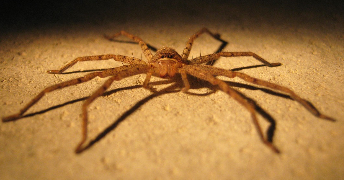 Spinnen vertreiben: Hausmittel gegen Spinnen sind fÃ¼r Menschen  mit Arachnophobie Gold wert.