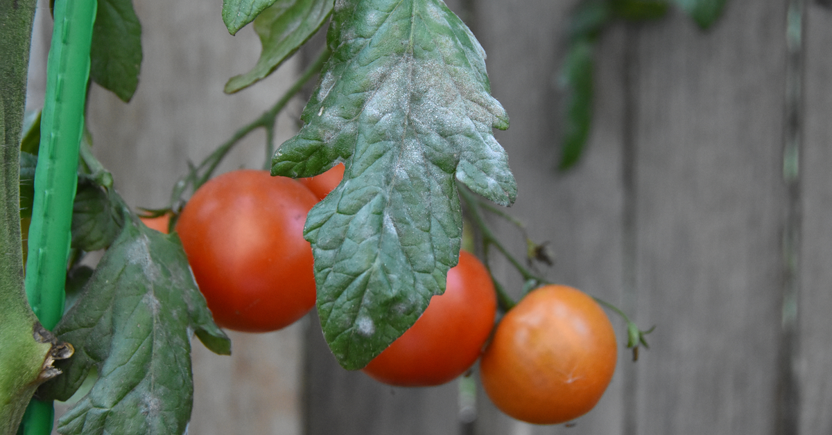 Tomaten an einer Pflanze und ein Blatt, das mit Mehltau bedeckt ist.