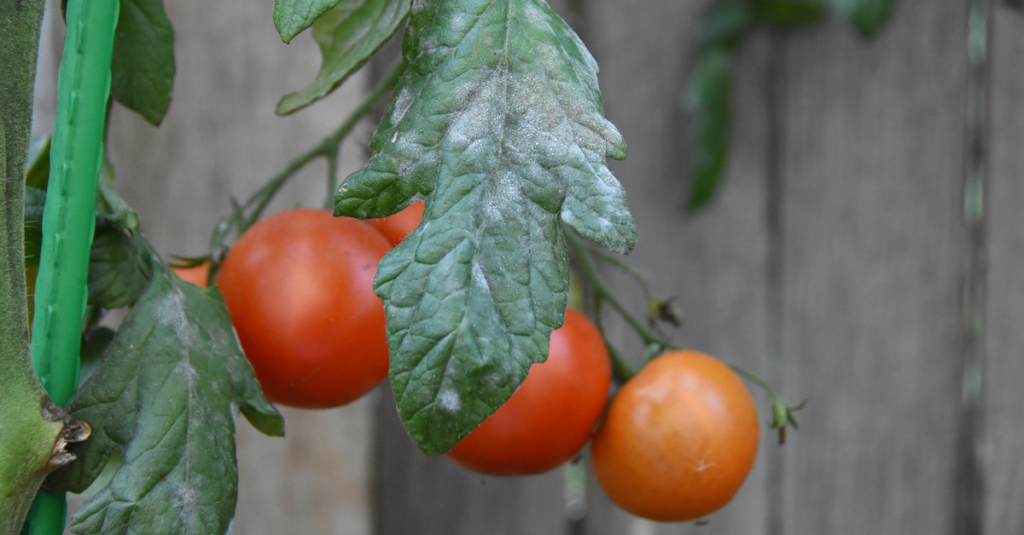 Mehltau bei einer Tomate.