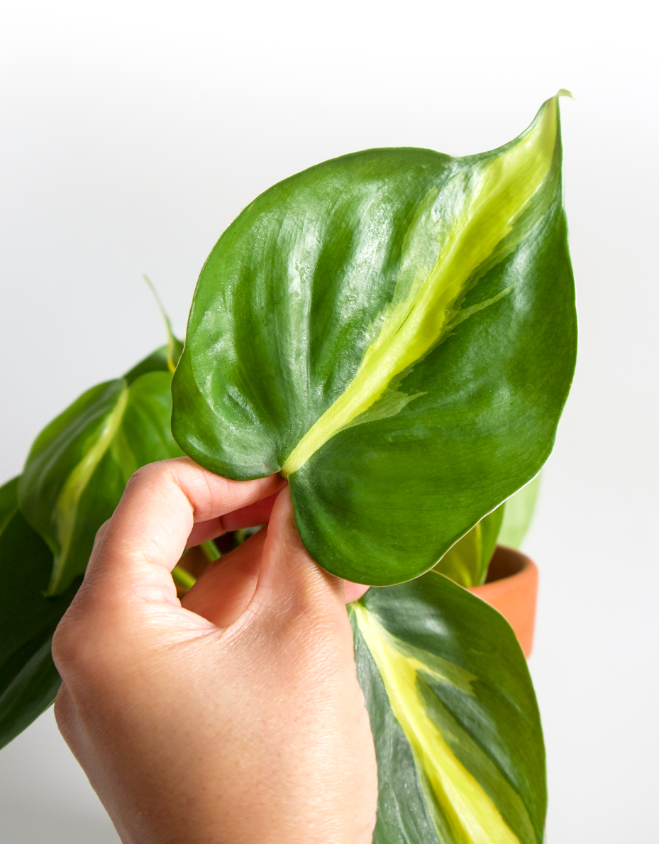Zimmerpflanzen die nur wenig Licht brauchen Nahaufnahme einer Hand, die ein Blatt der Philodendron scandens in die Kamera hält. Die Zimmerpflanze braucht nur wenig Licht zum Überleben.