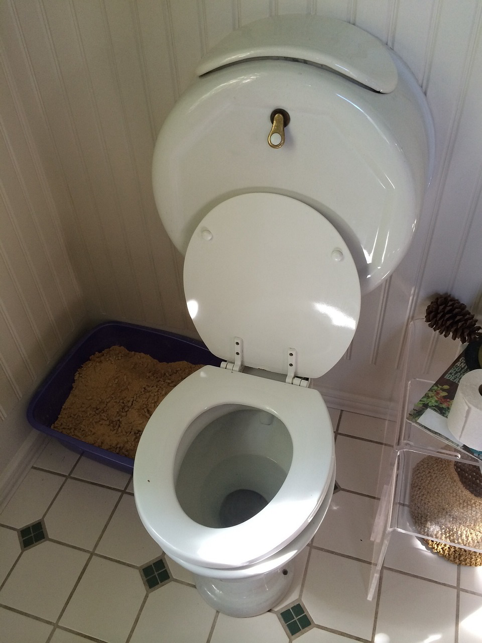 Eine Toilette mit offenem Deckel. Wenn sich im Toilettenwasser schwarze WÃ¼rmer tummeln, sollte die Toilette zunÃ¤chst grÃ¼ndlich gereinigt werden.