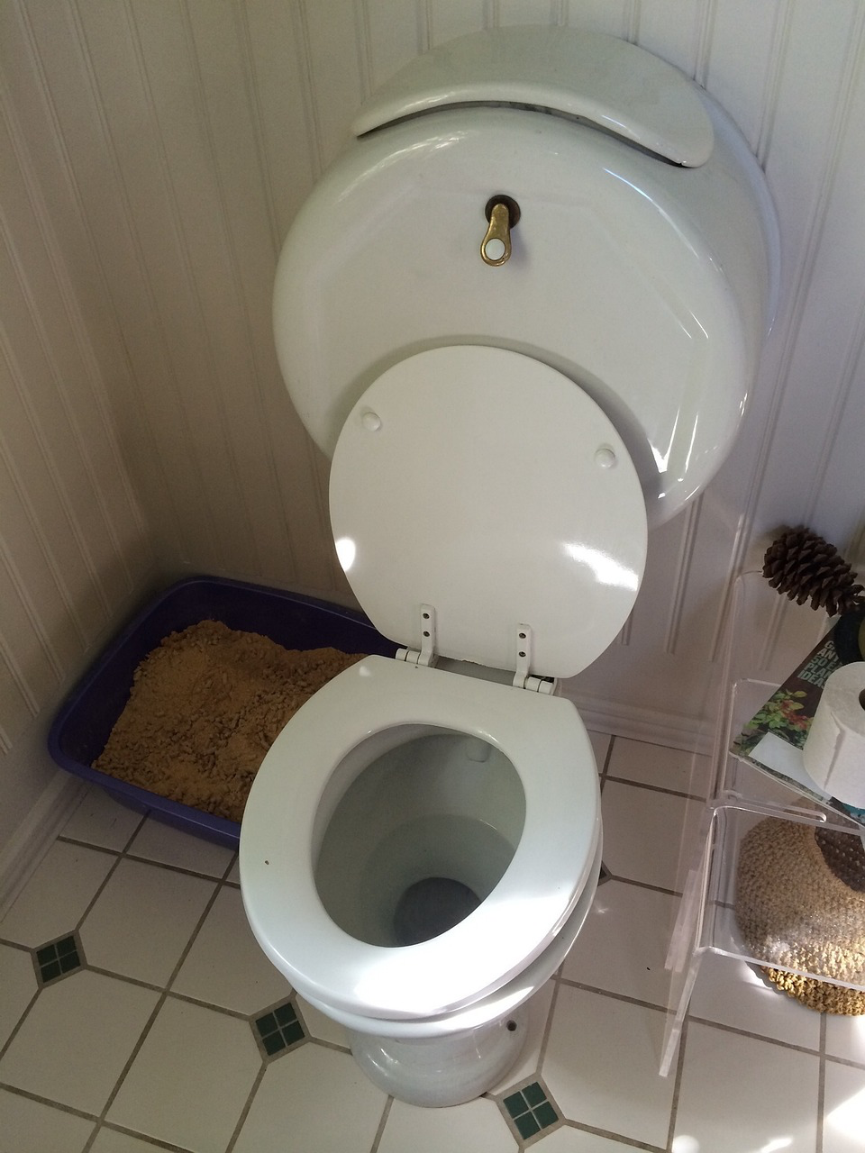 Schwarze Würmer Toilette Eine Toilette mit offenem Deckel. Wenn sich im Toilettenwasser schwarze Würmer tummeln, sollte die Toilette zunächst gründlich gereinigt werden.