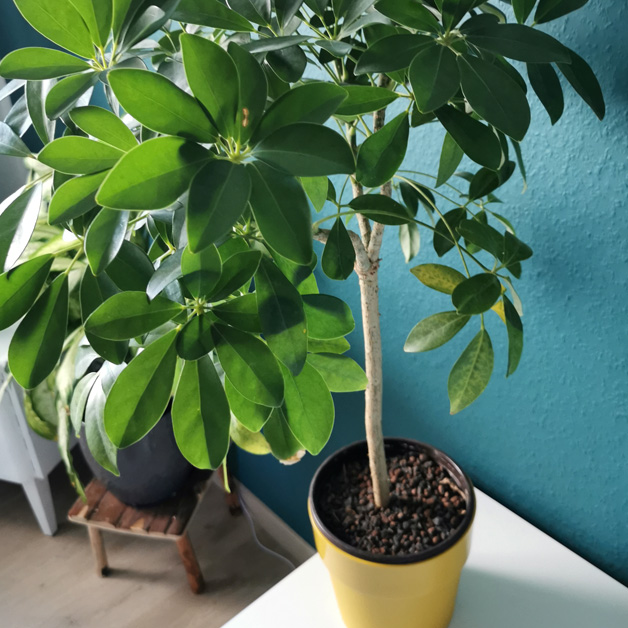 giftige Zimmerpflanze Die Strahlenaralie (Schefflera) ist eine giftige Zimmerpflanze. Selbst eine Berührung kann schon zu einer allergischen Reaktion führen.