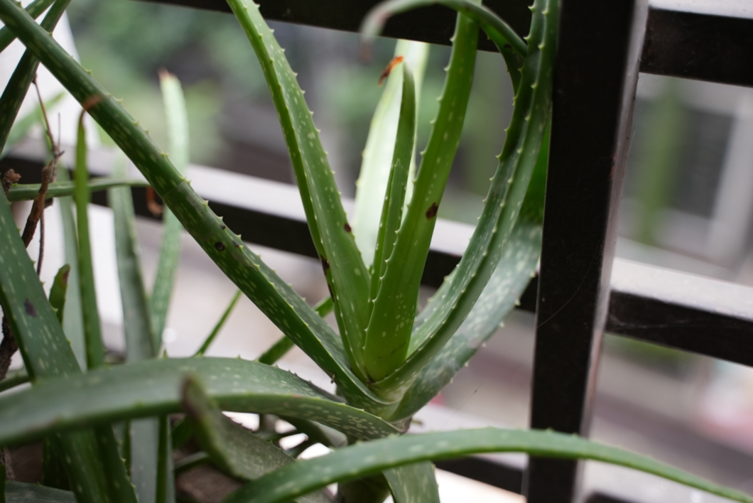 Aloe vera auf einem Balkon.