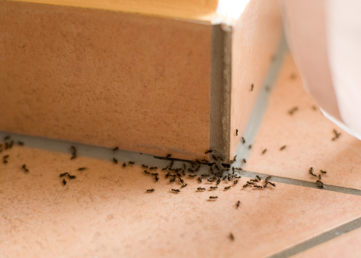 Viele Ameisen auf dem Boden