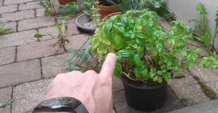 Jemand zeigt mit dem Finger auf eine Basilikum-Pflanze. Das musst du bei der Basilikum-Pflege beachten.