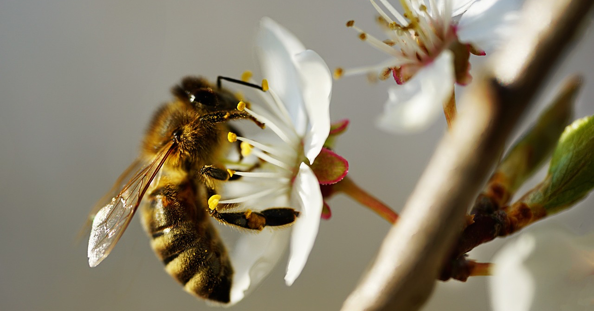 Eine Biene sitzt auf einer weiÃŸen BlÃ¼te und sammelt Nektar ein.