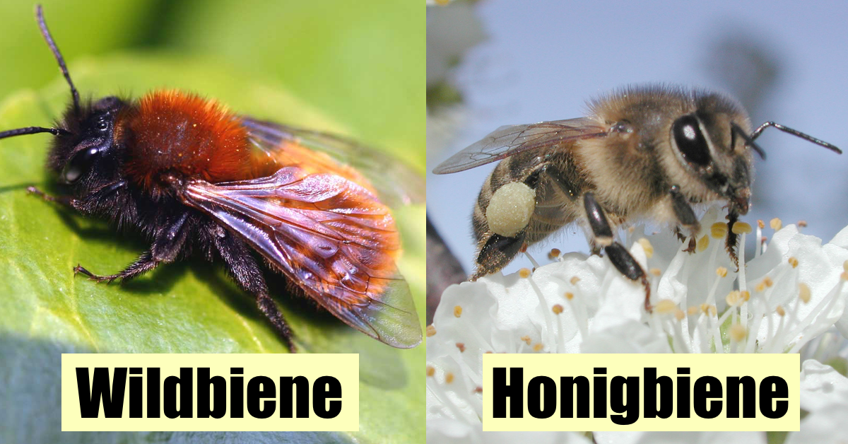 links: Eine Wildbiene auf einem grÃ¼nen Blatt, rechts: Eine Honigbienen auf einer BlÃ¼te.