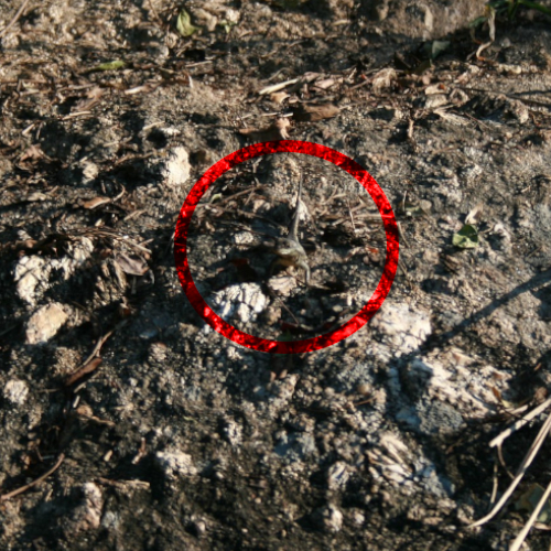 Eine braune Eidechse, die sich dem Erdboden anpasst. Zur Verdeutlichung wurde ein roter Kreis um das Tier gezogen.