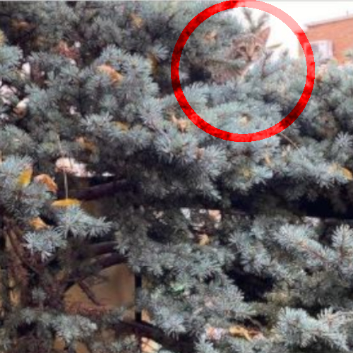 BilderrÃ¤tsel: Die Katze hat sich auf dem Suchbild in der oberen rechten Ecke â€“ mitten im Baum â€“ versteckt.