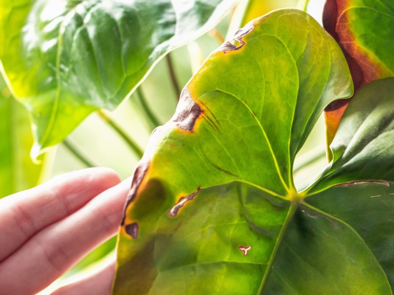 8 häufige Fehler beim Blumengießen, die deinen Pflanzen schaden