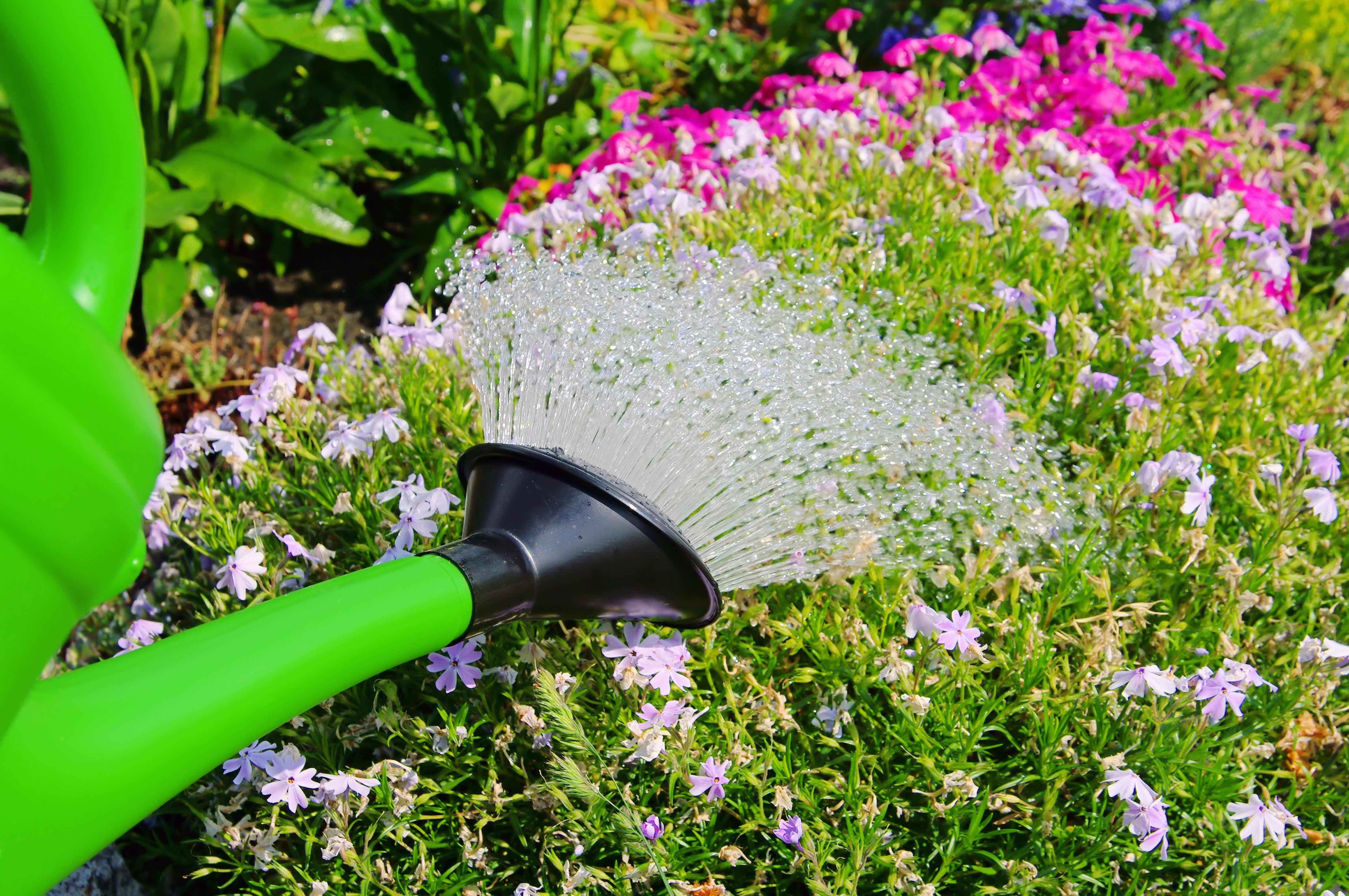 Blumen gießen Bunte Blumen im Garten werden mit einer grünen Gießkanne gegossen.