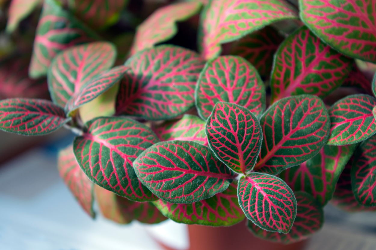 Nahaufnahme einer Mosaikpflanze. Die zierliche, bunte Zimmerpflanze überzeugt mit ihrer auffälligen, pinken Blattzeichnung.
