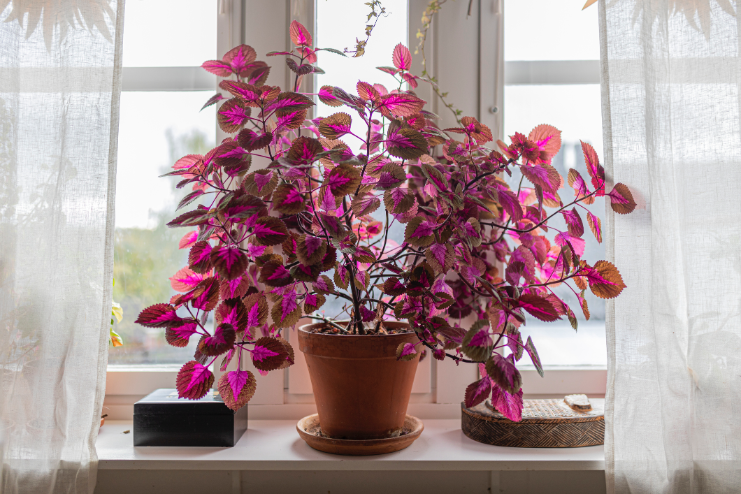 Auf einer Fensterbank steht eine bunte Zimmerpflanze mit pinken Blättern. Die Buntnessel ist äußerst pflegeleicht und setzt Farbakzente in der Wohnung.